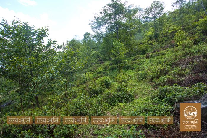 10 Ropani land on sale Ranipauwa, Kakani - Nuwakot