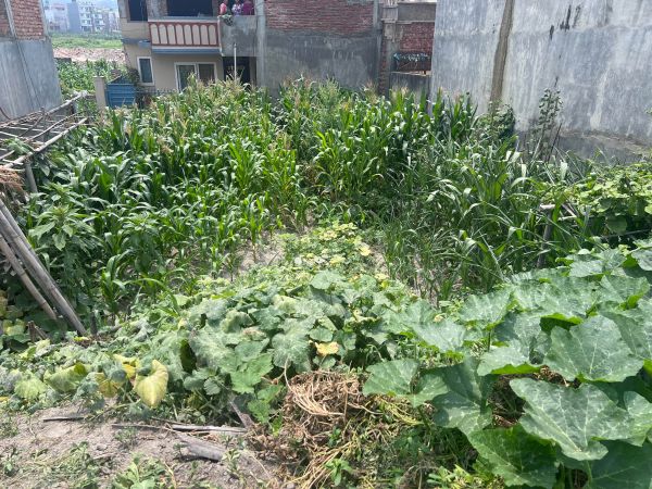 Land for sale in Bista Gaun, Harhar Mahadev, Gothatar. 4 aana 2 dam