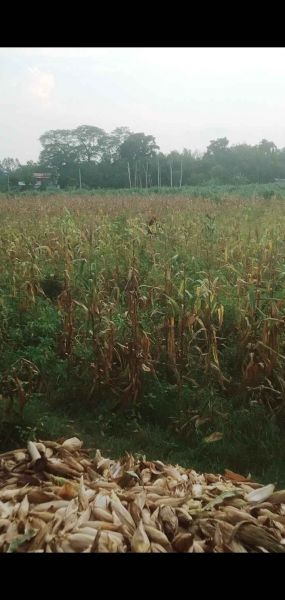 Land for sale Land for sale