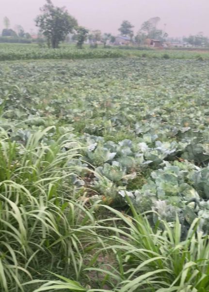 Jagga bikrima Jagga bikrima