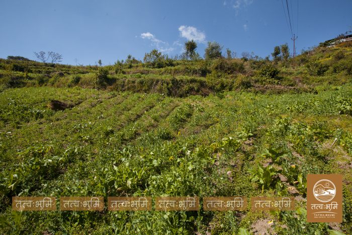 1 Ropani Land On Sale at Okharpauwa, Nuwakot