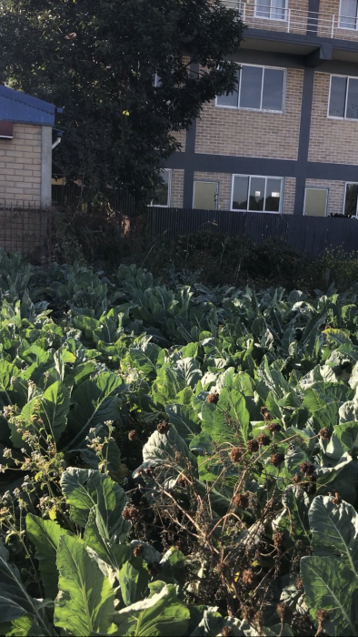 Land (plus house) for Sale