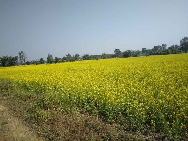 Residential/Farming Land for Sale | Sapahi–7, Bara