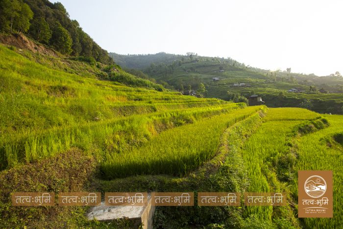 6 Ropani Land On Sale at Thaprek, Nuwakot
