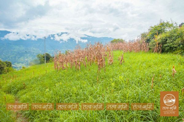 12 Ropani land for sale in Kabilash - Nuwakot.