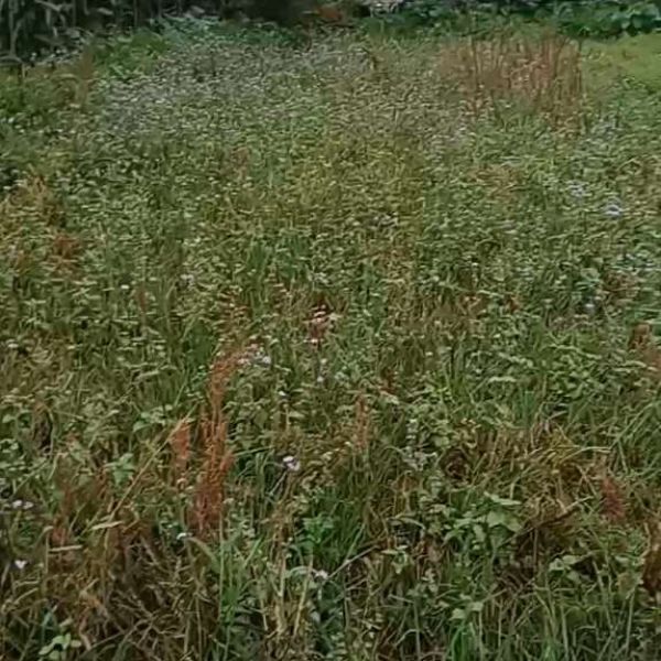 Chitwan, 7 dhur land near highway, khaireni ward 1. Near highway
