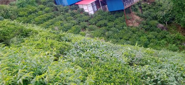 Land in the queen of hills kanyam,ilam