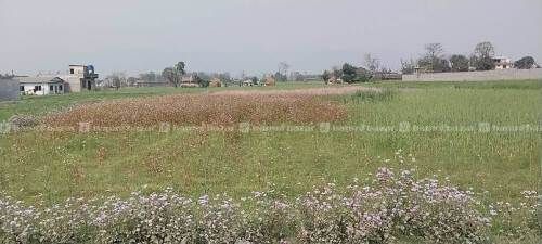 Ekdum sasto ma Mangalpur Chitwan ko jugga bikrima