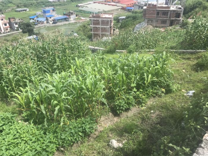 Land for sale in  padamsal, kavresthali