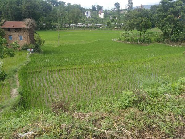 3 ropani khubu sadak between ajima &4 no. Hanuman bhatta