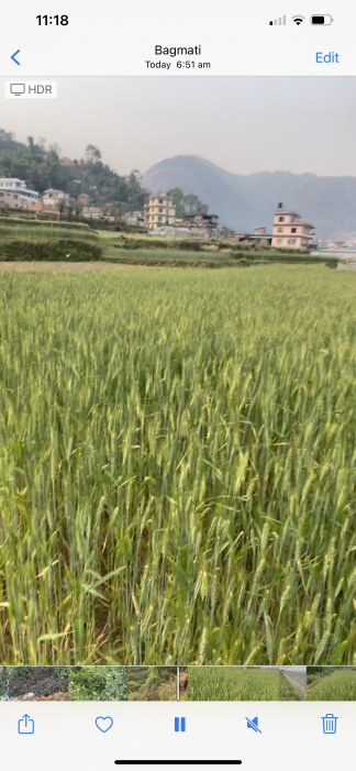 Godavari  Single plot 26 Anna, Land for sale - Negotiable