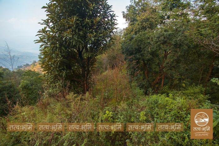 4 Ropani Land On Sale at KhariBhanjyang , Nuwakot.