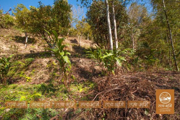 1 Ropani land for sale in KhariBhanjya - Nuwakot.