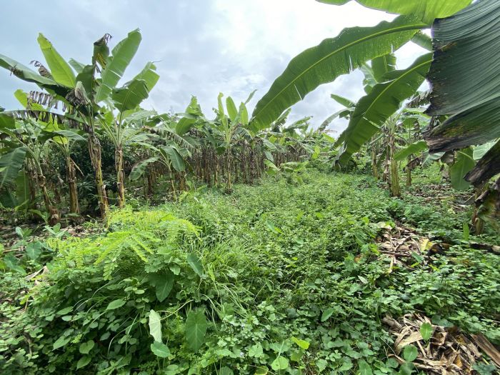 1 kattha (3645 sq.feet) jagga bikri ma