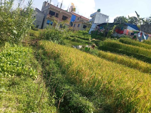 Land on sale at Thaiba, Lalitpur