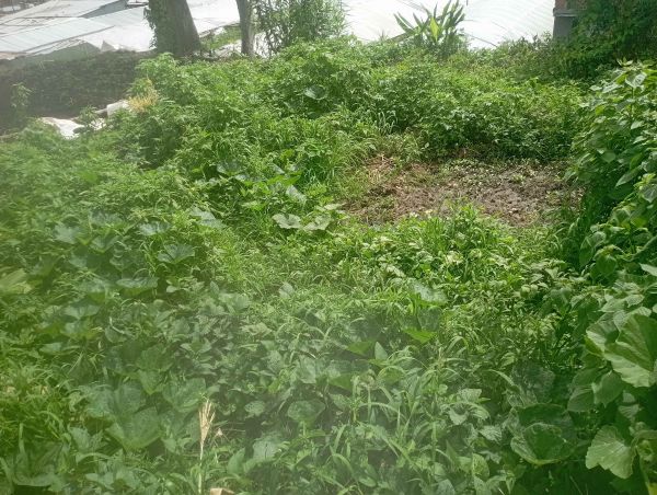 Urgent land on sale near -Nepal don Bosco school siddhipur 