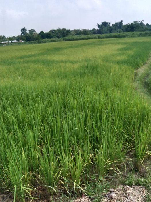 Land in sell jhapa bhadrapur