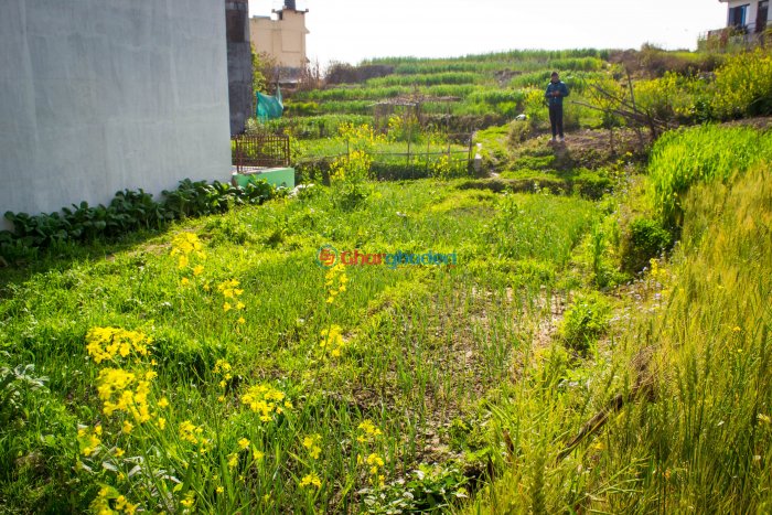 5 anna land for sale in Basbari 7 Changunarayan Bhaktapur