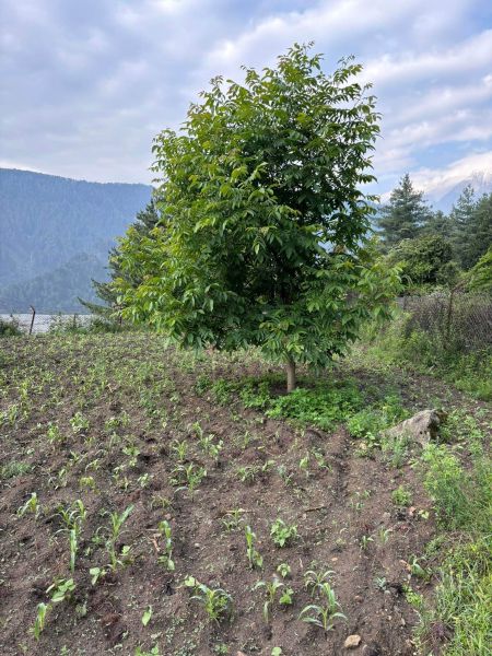 Farm house and farmland 