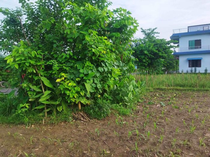 Land for sale in urgent in 37 lakh ma 40 45 lakh ko land