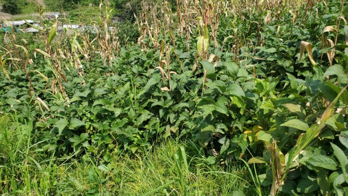 Sundarijal Attractive Land with Great View Urgent Sale