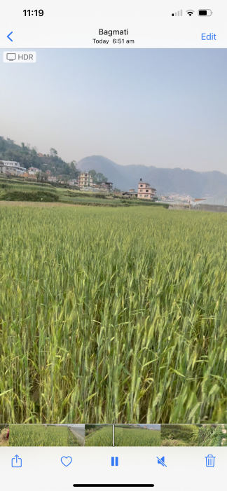 Godamchaur, Godavari 