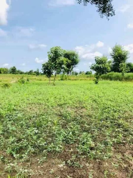 Land for sale in Bardibas-3  Mahottari