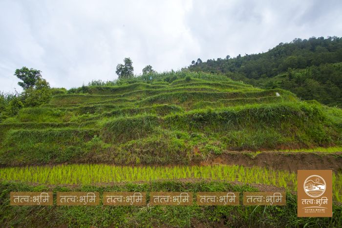 20 Ropani land on sale at Narayanthan - Nuwakot