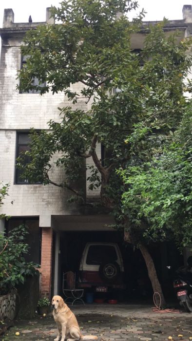 House for sale Tokha (Dhapasi)