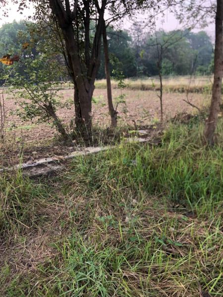 Land is sale in BUTWOL( Rupandehi district). 1 kattha 14 dhoor.