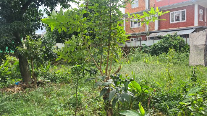 VIP Baluwatar LAND for SALE * 4.1 ANA + * 66 LAK/ANA VIP Baluwatar LAND for SALE * 4.1 ANA + * 66 LAK/ANA