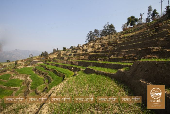 10 Ropani land in Matragaun, Nuwakot on Sale