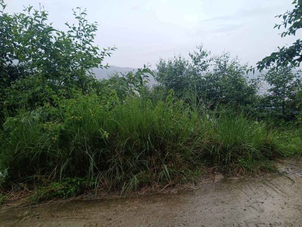 Land on Sale in Budhanilkantha Bisnu Height