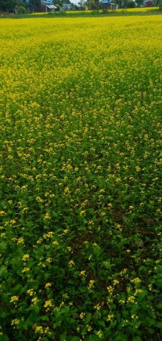 Land For sale In Chitwan