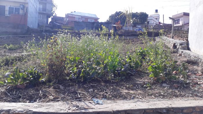 Land at Thaiba, Godavari (On the way to Godamchaur)