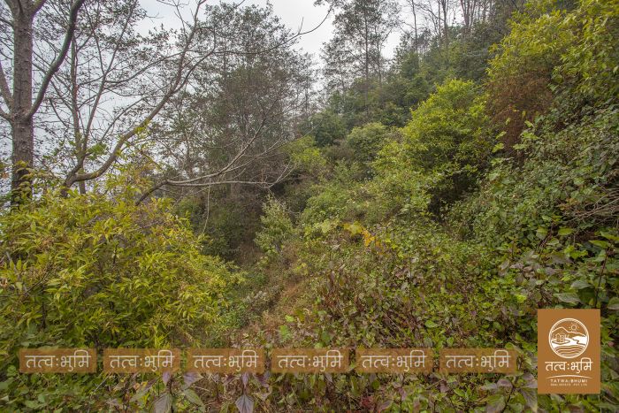 10 Ropani land in Ranipauwa for Sale.