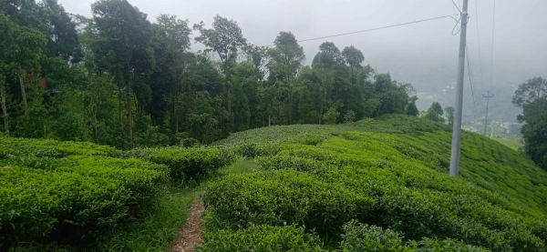 Land in the queen of hills kanyam,ilam