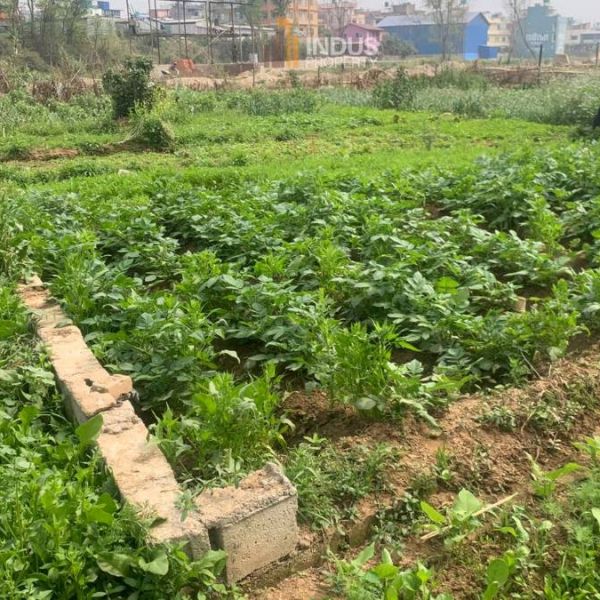 3 aana 1 paisa Land on sale at Tikathali, Imadol 13 ft road