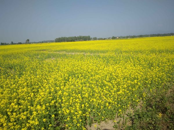 Residential/Farming Land for Sale | Sapahi–7, Bara