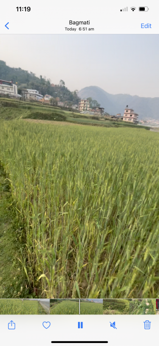 Godavari  Single plot 26 Anna, Land for sale - Negotiable