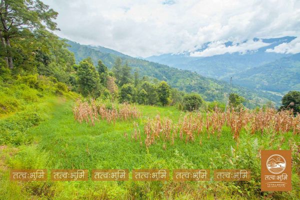 12 Ropani land for sale in Kabilash - Nuwakot. 12 Ropani land for sale in Kabilash - Nuwakot.