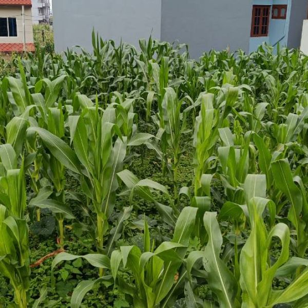 4.2 Aanna land at Thankot