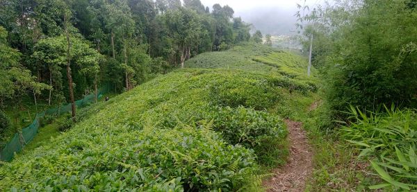 Land in the queen of hills kanyam,ilam