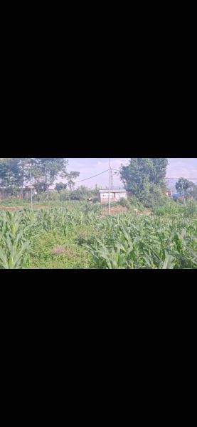 Jagga bikrima ,, emergency sasto ma if chadai contact garema