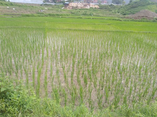 8 aana jaga 26ft bato aaraniko highway bata 1min lag6