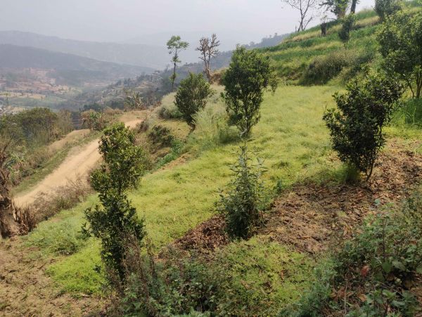 60 Ropani Land for rent in NamoBuddha