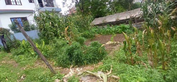 Cheap 3Aana Land sale at Tikathali, Total 75Lakhs Only Cheap 3Aana Land sale at Tikathali, Total 75Lakhs Only