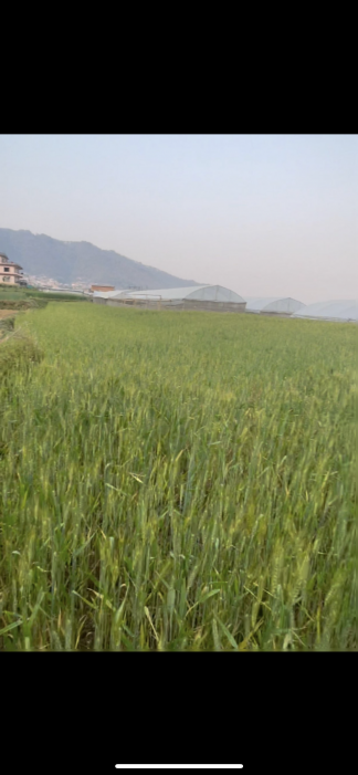 Godavari  Single plot 26 Anna, Land for sale - Negotiable