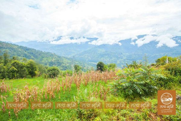 12 Ropani land for sale in Kabilash - Nuwakot.
