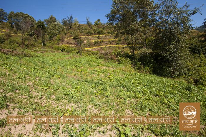 1 Ropani Land On Sale at Okharpauwa, Nuwakot